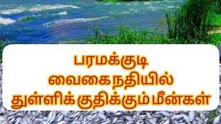 பரமக்குடி வைகை நதியில் துள்ளிக் குதிக்கும் மீன்கள்/ புதுமலர் ராஜா/ வைகை ஆறு paramakudi / pudunagar/