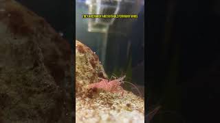 Adding a Camel Shrimp to My Marine Aquarium | New Inhabitant! #reeftank #saltwaterfish