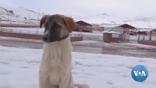 How Locals in Turkish City Help Stray Animals Survive Cold Winter