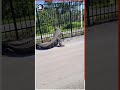 Giant Alligator Bends Metal Fence