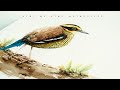 Step By Step Watercolor Bird Drawing