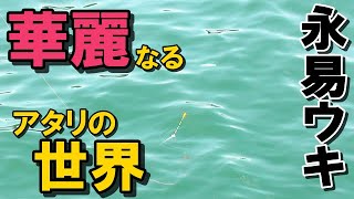 【黒鯛釣り】紀州釣り師必見！永易ウキ珠玉のアタリ集【紀州釣り】【永易流】