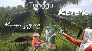 membanting tulang tuk sekeping impian || potret para petani#petanihebat#viewpegunungan #viewsawah