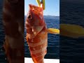 ジギング エギング アジング 魚釣り　福岡→対馬