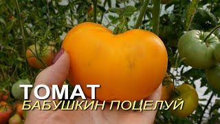 Томат БАБУШКИН ПОЦЕЛУЙ. Обзор сортов ТОМАТОВ!