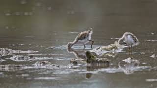 Pied Stilt Chicks