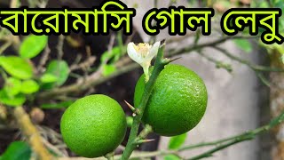 বারোমাসি লেবু গাছ চেনার উপায় | ছাদে লেবু চাষ পদ্ধতি | citrus fruit drop and solution | গন্ধরাজ লেবু