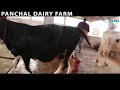 शानदार hf गाय at panchal dairy farm कम उम्र में ही शुरू किया पशुपालन का काम