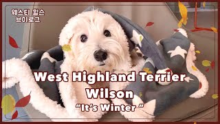 Westie Wilson #28 “Winter 2021” #westie #웨스티