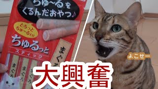 【ちゅるっと】新しいおやつに大興奮のベンガル猫ゆき