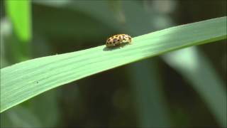 Water or Nineteen spot Ladybird Anisosticta novemdecimpunctata