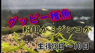 【グッピー稚魚】生後3日～１週間の稚魚の餌やり　『ミジンコか粉餌か？』