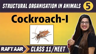 Structural Organization in Animals 05 || Cockroach-I || || Class 11/NEET || RAFTAAR