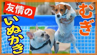 【わんこ】ジャックラッセルテリアのむぎがドッグランのプールで友情の犬かきの巻【犬動画】