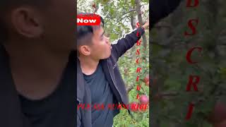 Farm Fresh Ninja Fruit  Tik Tok  30