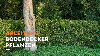 STIHL Garten-Tipps: Bodendecker pflanzen | Anleitung