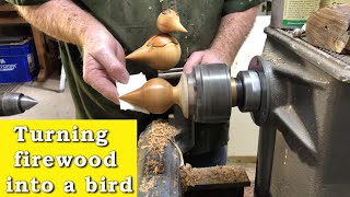 Turning firewood into a bird using Manna gum