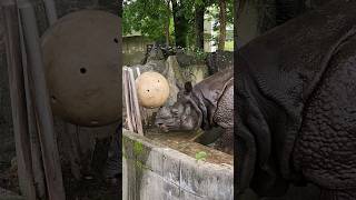 セラくん走る走る玉転がし速っ🦏💨💨  #インドサイ#東山動植物園