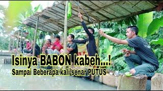 SERANGAN NILA BABON‼️ MANCING BORONGAN