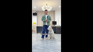 满足式训练#拉布拉多 #壹陸训犬