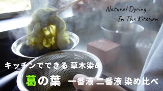 「実は身近な植物 葛の葉で 一番液 二番液の染め比較」キッチンでできる草木染め 第十七弾