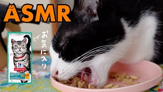 🍙ASMR｜お気に入りのドライフードをがむしゃらに食べる猫【咀嚼音】#237