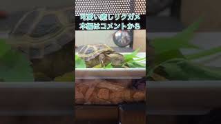 飼い主に近づいてくる赤ちゃんリクガメ #shorts