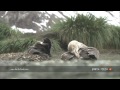 fur seal mating ritual