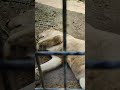 間雨★⑮ホワイトライオン・白獅子・リズムちゃん★white_lion・・・沖縄こどもの国・okinawa zoo u0026 museum 20220530