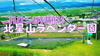 【ラベンダー】これからが見頃！北海道中富良野町「北星山ラベンダー園」2022年7月2日