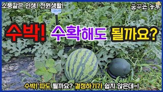 [꿈꾸는농부] 수박, 수확해도 될까요?/수박 수확시기/전원생활/꿈꾸는텃밭/농업/농사일지/farming