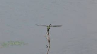 ウチワヤンマ（Sinictinogomphus clavatus）　　2011  Video 01