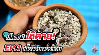 เลี้ยงยังไงให้ตาย EP.01 - #Succulent เลี้ยงอบ จนรากิน