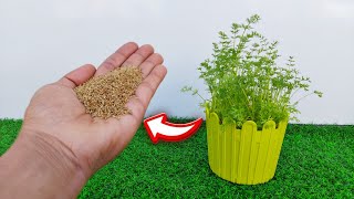 Grow Ajwain Plant at Home For FREE Using Seeds 🤩|बीज से अजवाइन का पौधा उगाएं🌱|Full Information ✅️