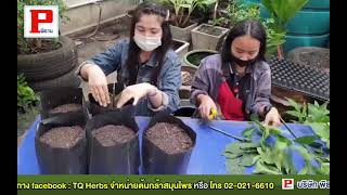 การขยายพันธุ์ต้นหนานเฉาเหว่ยและต้นอังกาบหนู TQ Herbs