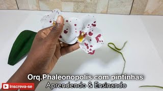 Orquídea Phaleonopolis C/ Pintinhas - Coleção Orq raras