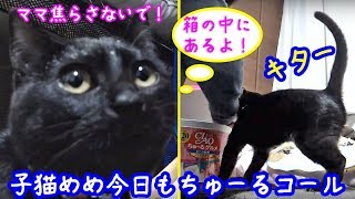 ＜2匹の猫通信＞ハッチとマックの「ほっこりライブ」子猫めめ今日もちゅ～るコール！スゴい催促！2019 03 06　- Cat Live Stream in Japan - Cat Life TV