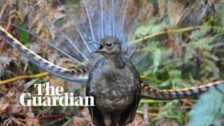 Liar birds: how male superb lyrebirds use deception to attract mates