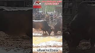 HighLight เทพบุตร(R) VS โคโหนดหลังขาวชัยชนะ(B) สนามกีฬาชนโคทรัพย์สมบูรณ์ 12/05/67