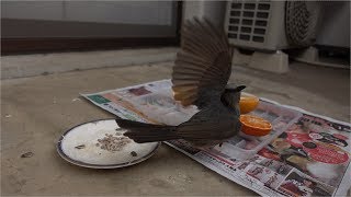 ベランダの鳥の飛び立ちをスローモーション撮影してみた