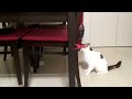 【チワワと猫の遊び方☆】しょっちゅう猫に飛びかかられるチワワ