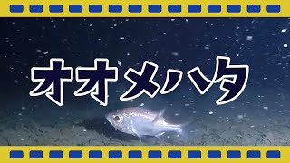 【駿河湾深海生物映像図鑑】オオメハタ