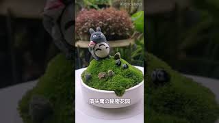 Moss Art 苔藓盆景 ＃猫头鹰＃可爱＃猫头鹰の秘密花园＃绿油油＃owl # Owlgarden #cute #green #greenfinger #hobby #爱好 ＃DIY