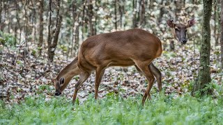 Jirisan National Park: A Breathtaking Adventure Through South Korea’s Wilderness!