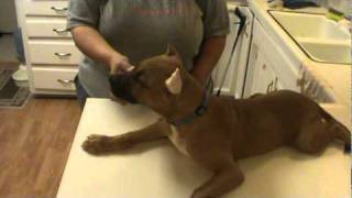 How To Tape An Ear Crop On A Cane Corso Centex Cane Corsos