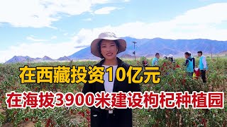 在西藏投资10亿元，建设海拔最高最具规模的枸杞种植园，卓玛感到深深的自豪【白玛卓玛】