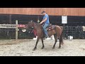 sold114 15hh 7yr old bay mustang mare $1100