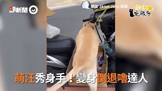 機車踏板太小下不了車？狗狗示範倒退嚕「倒車入庫」｜你們毛很多｜寵物隨手拍