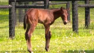 Thoroughbred Racehorse: The Indiana Story