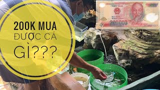 Cầm 200k Đi Mua Cá Bảy Màu | Koi Đen sps | Wild Koi | Quốc Dân TV